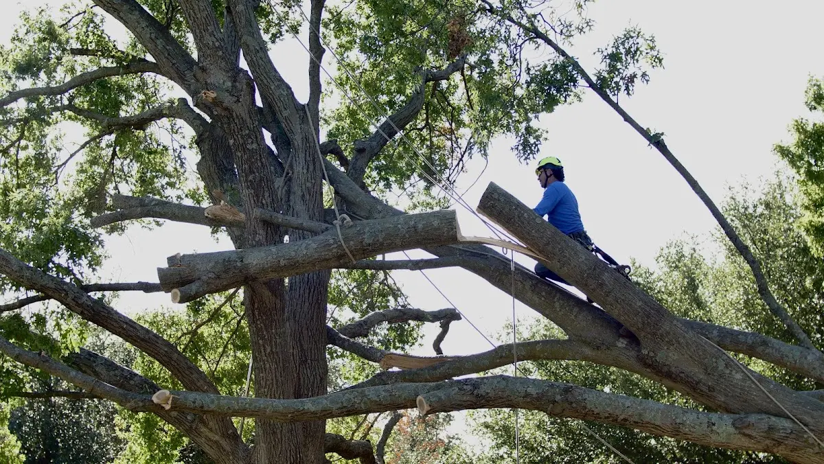 Professional Crown Thinning performed by certified arborists in Hopedale